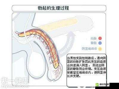 男人勃不起究竟是什么原因导致的呢